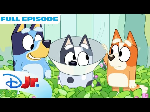 Bluey FULL EPISODE | Muffin Has to Wear a Cone of Shame! 🥺 | @disneyjr